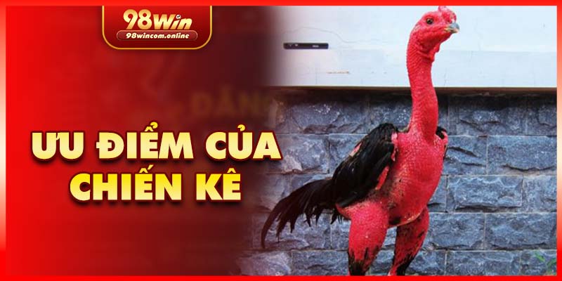 Khái quát về giống chiến kê này tại 98Win